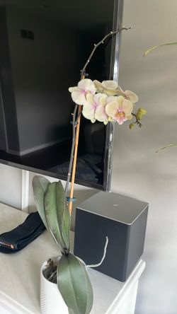 Plant With Pot