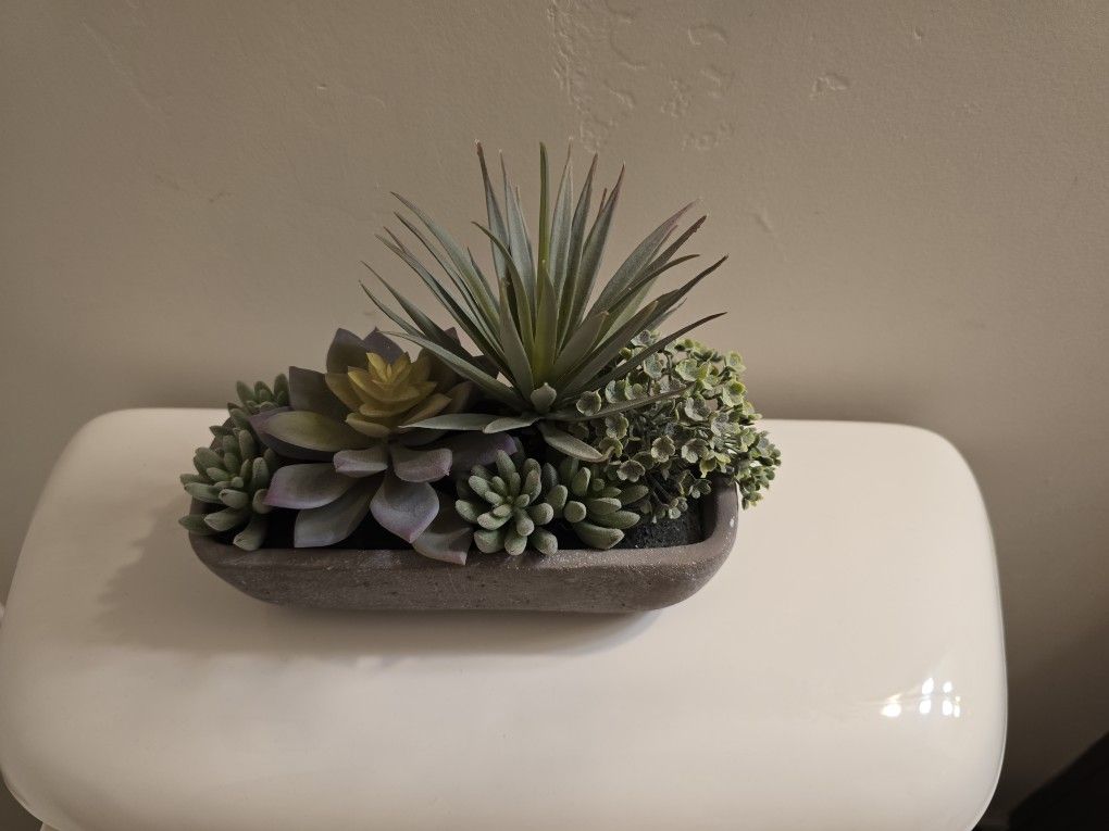 Succulent Plant