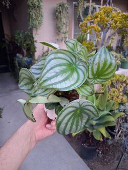 Peperomia Watermelon 🍉 Plant $15