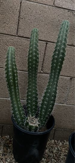 Cactus