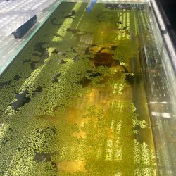 Take All Of The Duck Weed 