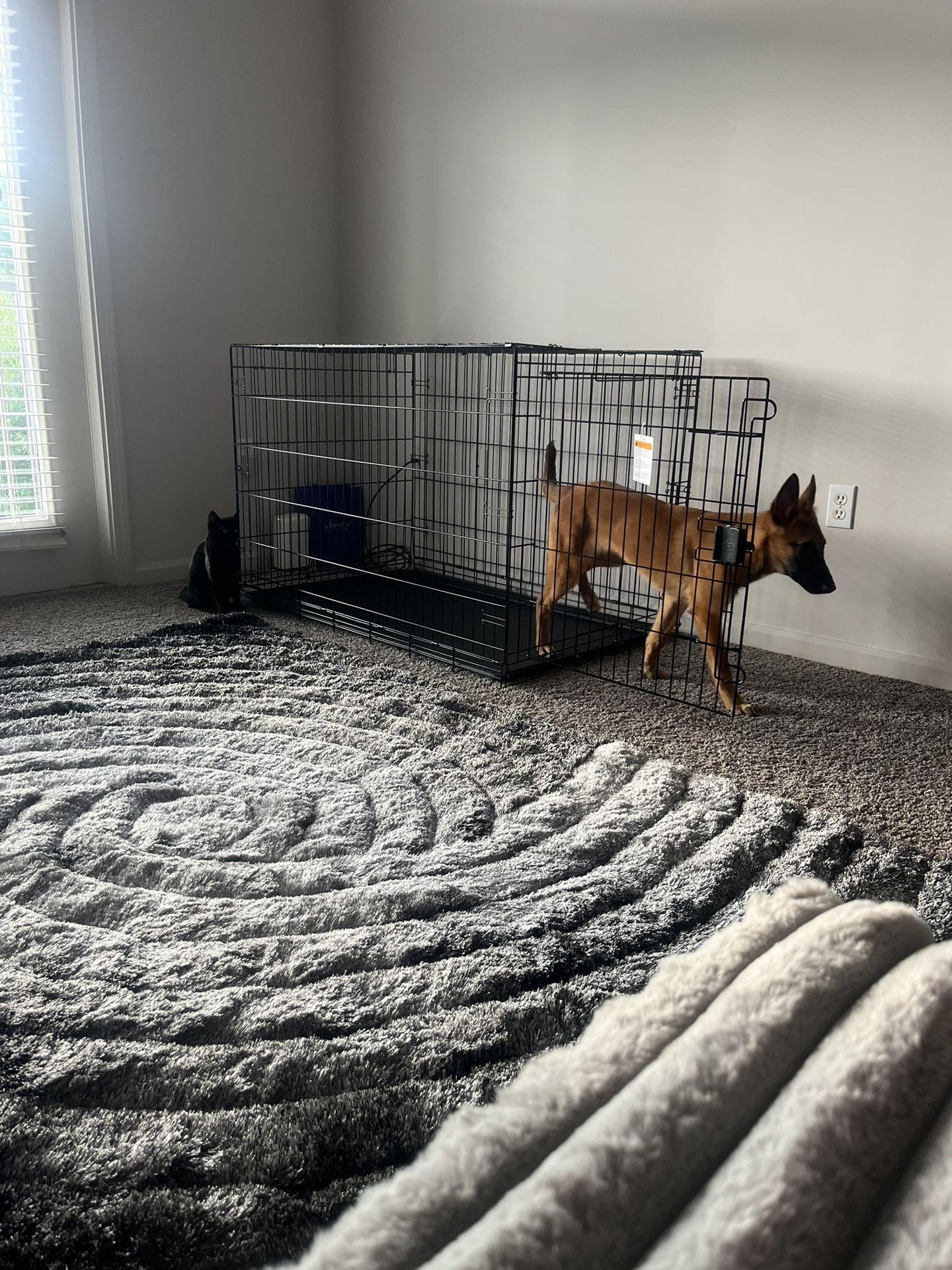 Large Dog Cage