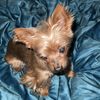 Yorkie Boutique 