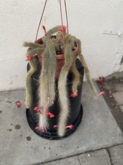 Monkey Tail Plant, In 8 Inch Pot Pick Up Only