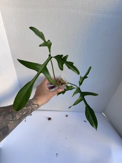 Philodendron Glad Hands 