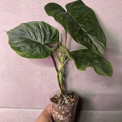 Philodendron Plowmanii (Rare) 