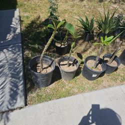 Plants For Sale. 
