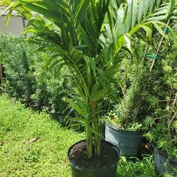 Beautiful Christmas Palms About 6 Feet Tall For Just $75 Decoration Palms For Garden Instant Privacy Plants Green Fencing Privacy Hedges 