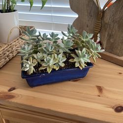Succulents In Blue Ceramic Planter