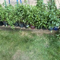 Chocolate Mint Plants - 1 gallon Pots