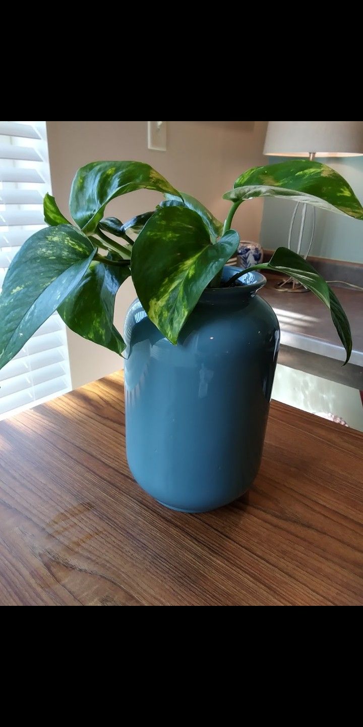 Pretty Vine Plant Air cleaning Blue (B)