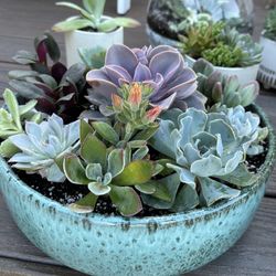 Succulent Arrangements Made To Order