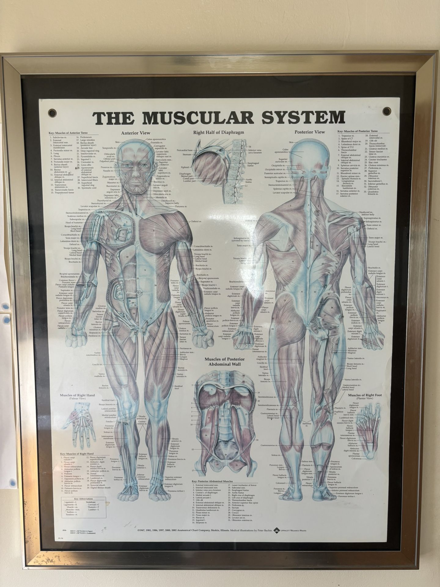 Large Muscular System Framed Poster