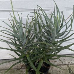 Rare Aloe Blooming Plant, In 1 Gallon Pot Large Plant It’s Not Edible Pick Up Only 