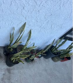 Snake plants