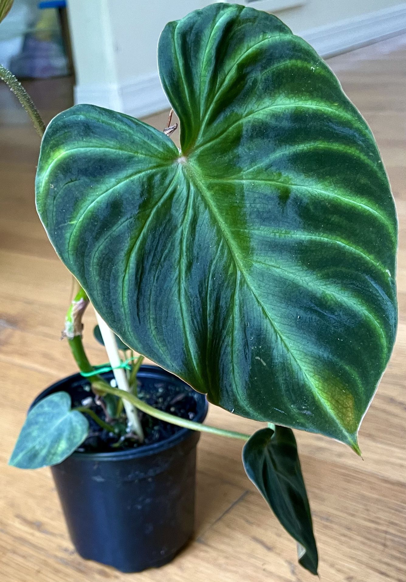 Rare Philodendron Verrucosum Black Plant/ Free Delivery Available 