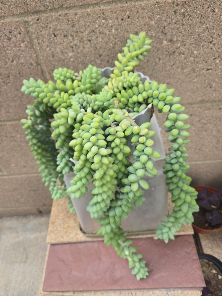 Donkey Tail Succulent