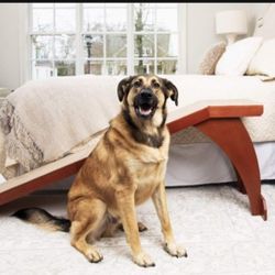 PetSafe CozyUp Bed Ramp For Dogs And Cats - Supports Up To 120lb - Cherry wood (Retails $130+) NEW