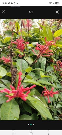 Brazillian Fire Spike for Hummingbirds Butterflies