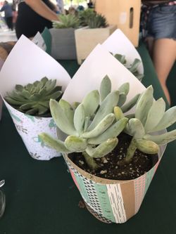 Single succulent 4" pot.
