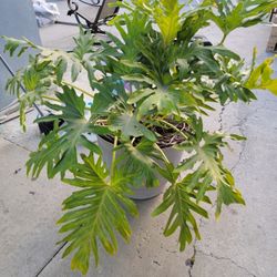 Plant