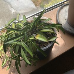 Hoya Lolita Plant