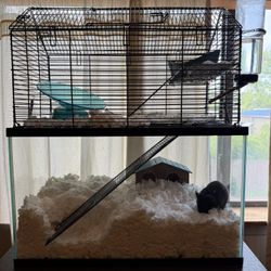 Hamster and Cage 