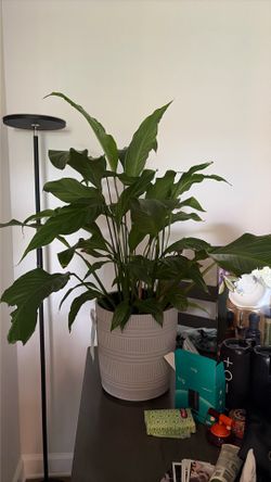 Peace lily plant