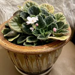 African Violet houseplant, white and pink
