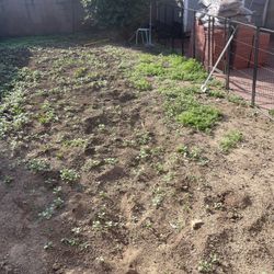 Yard Clean Up