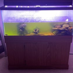 Fish Tank With Filter 