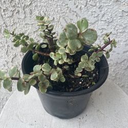 6 Inch Pot Succulent Plant - Portulacaria Afra Variegated - Elephant Bush - Drought Resistant - Established Plant Great for Landscaping & Arrangements