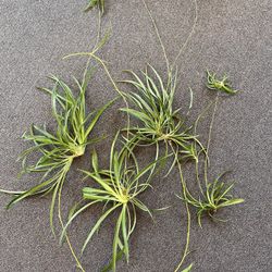 Spider Plant Clippings