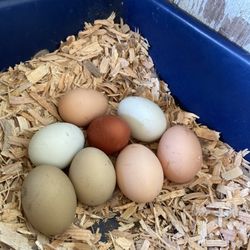 Fresh Chicken Eggs Available 