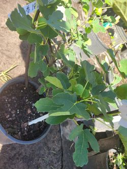 Fig