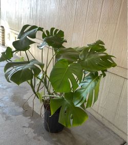 Mosterra natural $$35