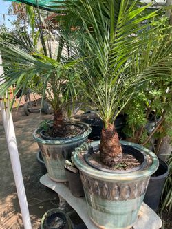 FLOWERS,ROSES,ALOE,CHILES,PALMOGRANITE,MANY TREES ASK