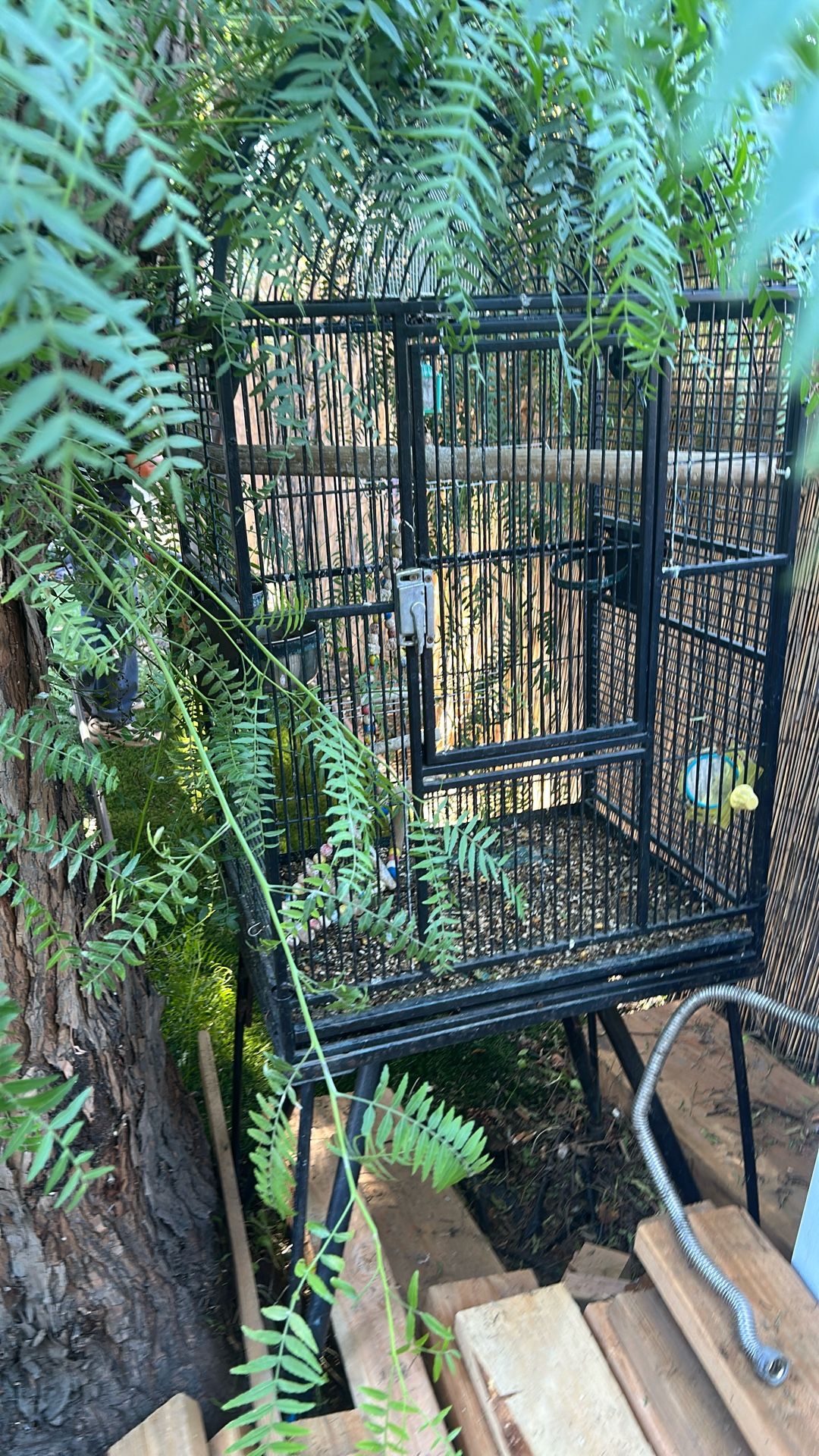 Bird Cage