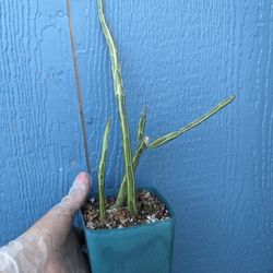 Senecio Stapeliiformis/Pickle Plant 