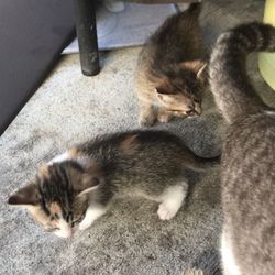 Regalos 2 Gatos 