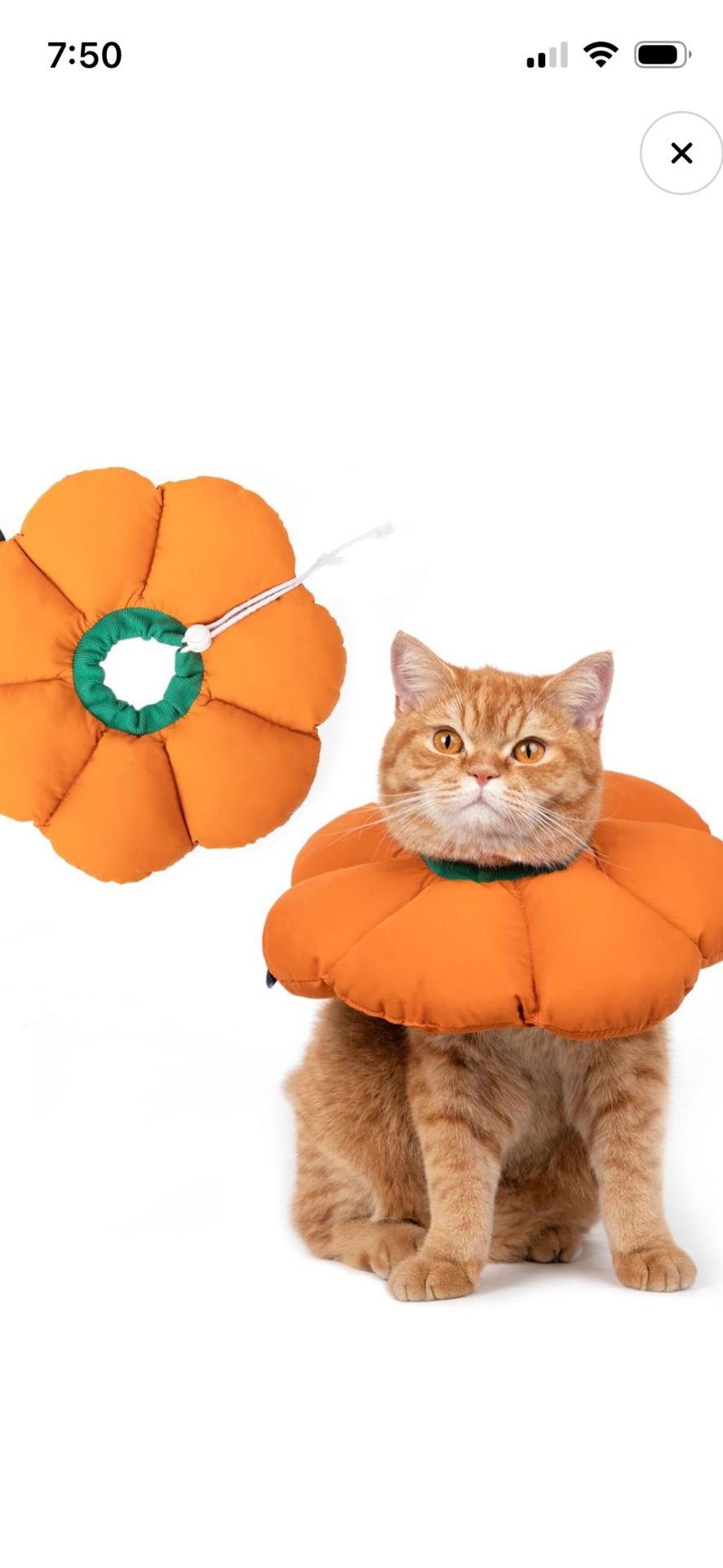 Cat Cone Collar Recovery E Collar Halloween Costume