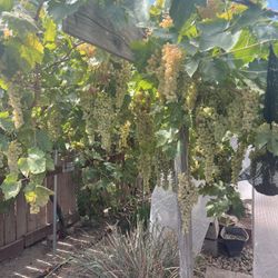 Thompson Seedless Grapes