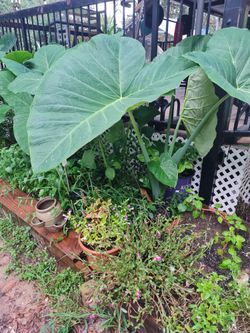 Orejas De Elefantes Así De Grandes Crecen