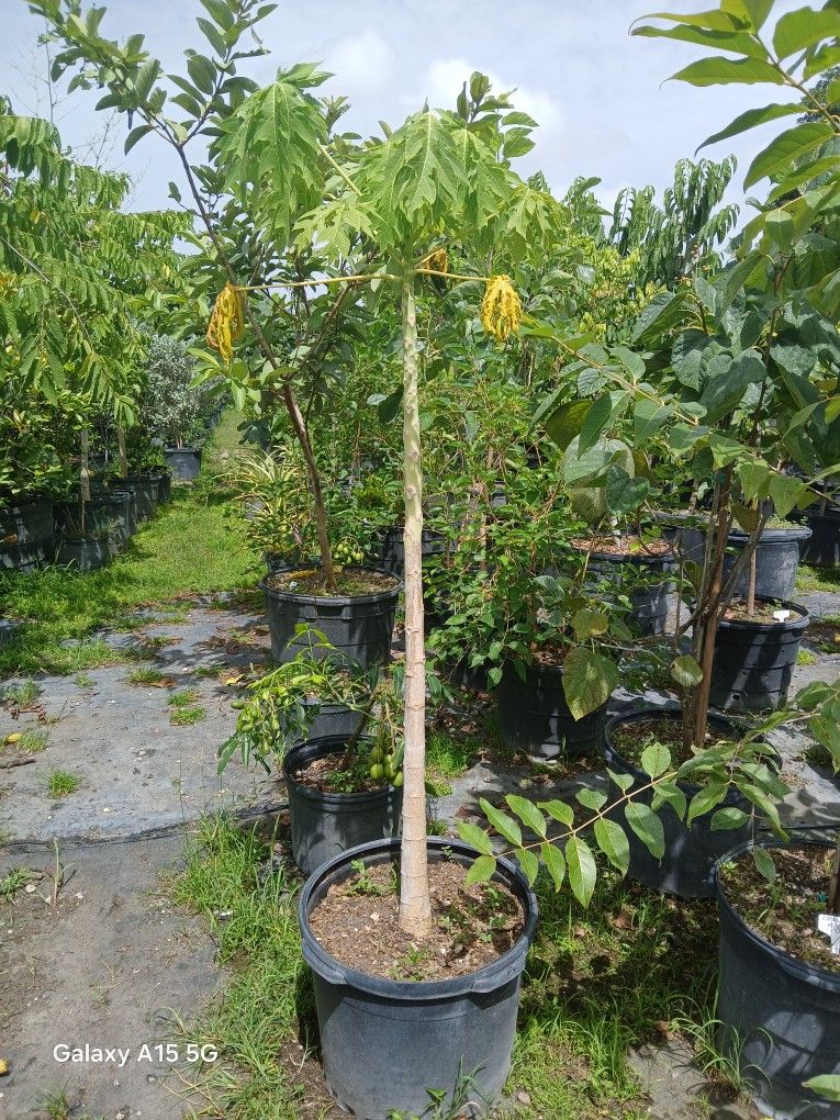 Grafted Papaya Trees On Sale $50,All Products : American Fashion Style Bags On Sale