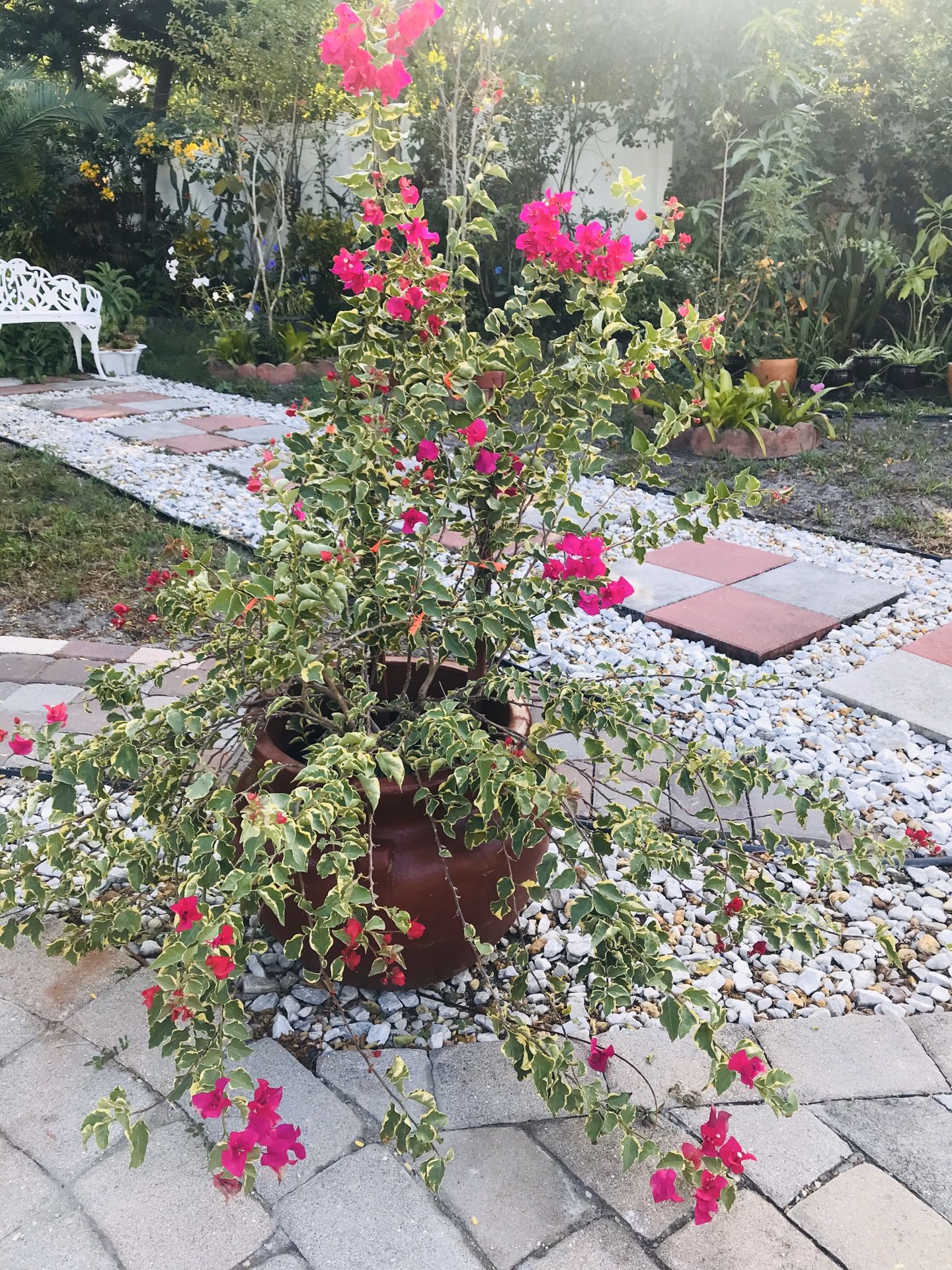 BOUGAINVILLEA PLANT w/POT