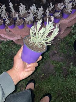 Lavender (Goodwin Creek) 