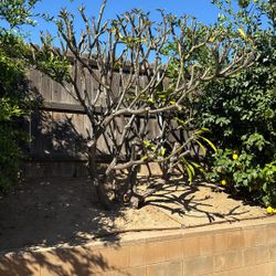 Fresh Plumeria Cuttings  