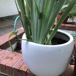 Very Large Plant Pot