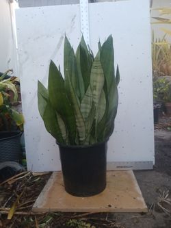 Moonshine Sansevieria, SEE OTHER OFFERS