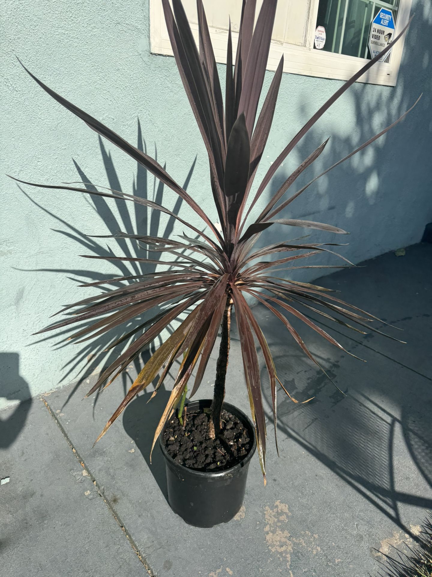 4ft Plant 🪴